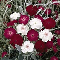 Lychnis coronaria dancing for sale  Delivered anywhere in UK