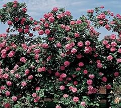 100pcs climbing rose for sale  Delivered anywhere in UK