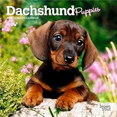 Dachshund puppies 2026 for sale  Delivered anywhere in USA 