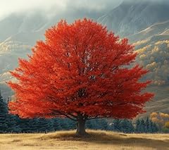Red oak tree for sale  Delivered anywhere in USA 