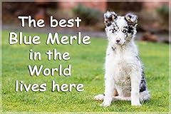 Blue merle border for sale  Delivered anywhere in UK