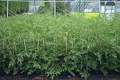10x green leylandii for sale  Delivered anywhere in UK