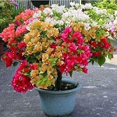 80pieces mixed bougainvillea for sale  Delivered anywhere in UK