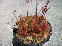 Carnivorous spoon leaf for sale  Delivered anywhere in USA 