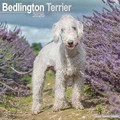 Bedlington terrier 2026 for sale  Delivered anywhere in UK