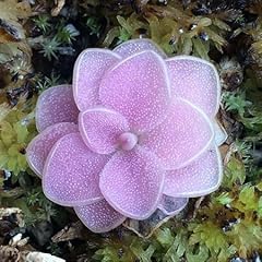 Graines pinguicula roses d'occasion  Livré partout en France