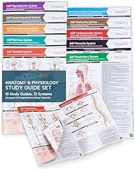 Tribern anatomy physiology for sale  Delivered anywhere in USA 