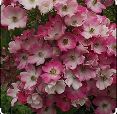 Ballerina bush rose for sale  Delivered anywhere in UK