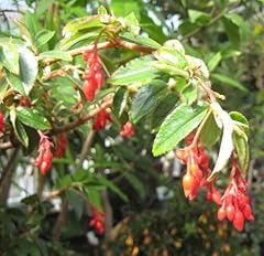 Begonia fuchsioides fuchsia for sale  Delivered anywhere in UK