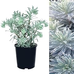 Euphorbia silver swan for sale  Delivered anywhere in UK