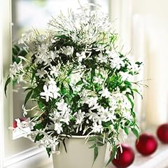 Jasmine hoop scented for sale  Delivered anywhere in Ireland