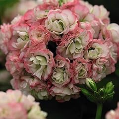 Geranium appleblossom rosebud for sale  Delivered anywhere in Ireland