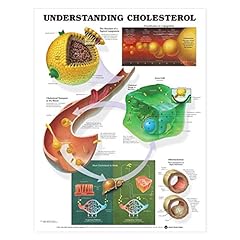 Understanding cholesterol anat d'occasion  Livré partout en France