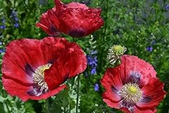 Giant red poppy for sale  Delivered anywhere in USA 