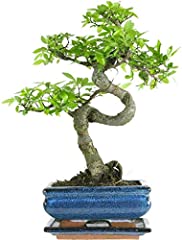 Bonsai plants real for sale  Delivered anywhere in Ireland