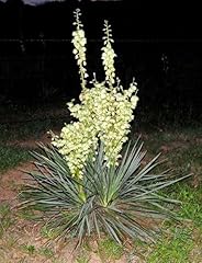 Generic yucca plant for sale  Delivered anywhere in USA 