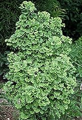 Dwarf ginkgo tree for sale  Delivered anywhere in USA 