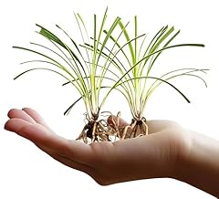 Variegated liriope live for sale  Delivered anywhere in USA 