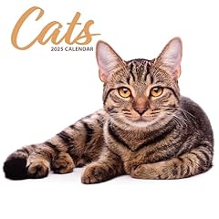 Cat 2025 modern for sale  Delivered anywhere in UK