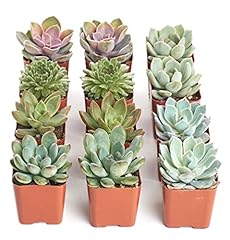 Shop succulents rosette for sale  Delivered anywhere in USA 