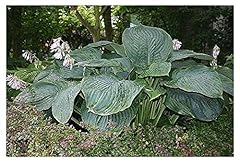 Hosta empress single for sale  Delivered anywhere in Ireland