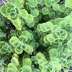 Pack plectranthus vick for sale  Delivered anywhere in USA 