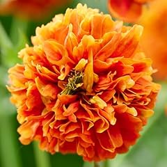 Yougarden geum orange for sale  Delivered anywhere in UK