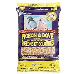 Hagen pigeon dove for sale  Delivered anywhere in USA 