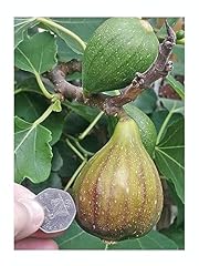Ficus carica brown for sale  Delivered anywhere in UK
