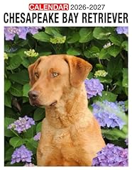 Chesapeake bay retriever for sale  Delivered anywhere in USA 