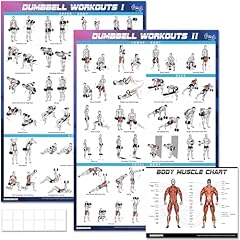 Dumbbell workout poster for sale  Delivered anywhere in USA 