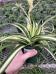 Hawaiin spider plant for sale  Delivered anywhere in USA 