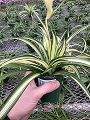 Generic hawaiin spider for sale  Delivered anywhere in USA 