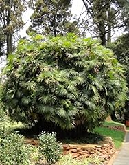 Rhapis multifida finger d'occasion  Livré partout en France