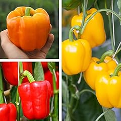 Sweet bell pepper for sale  Delivered anywhere in UK