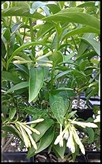 Sandys nursery online for sale  Delivered anywhere in USA 