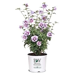 Gallon proven winners for sale  Delivered anywhere in USA 