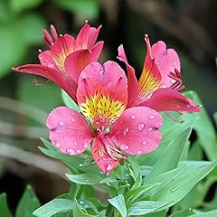 Alstroemeria seeds peruvian for sale  Delivered anywhere in USA 