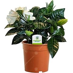 Gardenia jasminoides plant for sale  Delivered anywhere in UK