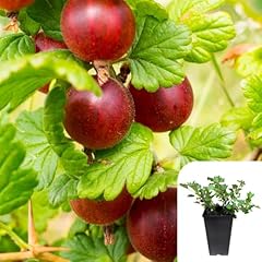Potted gooseberry hinomaki for sale  Delivered anywhere in UK