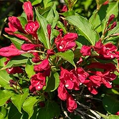 Weigela bristol ruby for sale  Delivered anywhere in UK