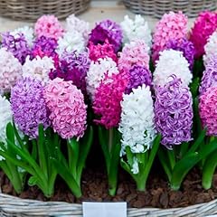 Hyacinth. bloom year for sale  Delivered anywhere in USA 