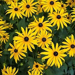Groundio black eyed for sale  Delivered anywhere in USA 