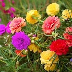 10000 portulaca grandiflora for sale  Delivered anywhere in USA 