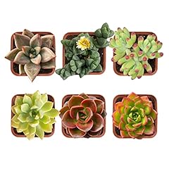 Succulent plants live for sale  Delivered anywhere in USA 
