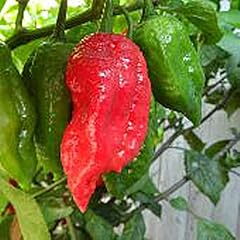 Naga viper hot for sale  Delivered anywhere in USA 