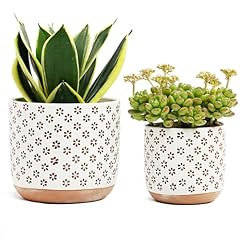Homephyte set vasi usato  Spedito ovunque in Italia 