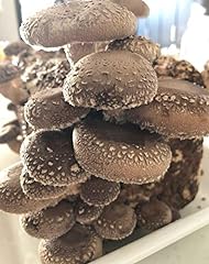 100 grams shiitake for sale  Delivered anywhere in USA 