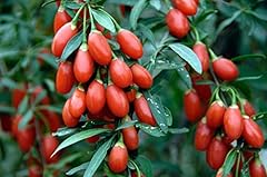 100 semi goji usato  Spedito ovunque in Italia 