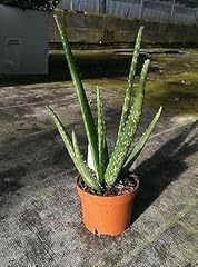 Aloe vera plant. for sale  Delivered anywhere in UK
